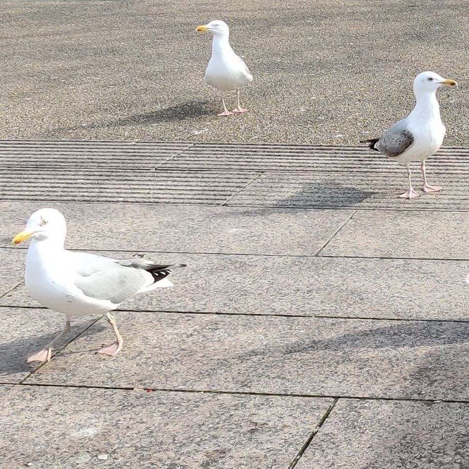 Seagulls on Eyre Square